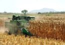 Se cuadruplica importación de maíz blanco en México