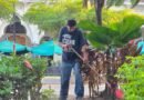 Continúan los trabajos de embellecimiento en Parques y Jardines de la Capital