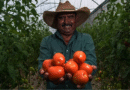 Chapingo trabaja en “súper jitomate” resistente a la sequía
