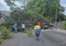 Lluvia deja tres árboles caídos en Villa de Álvarez