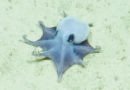 Científicos descubren nueva especie de pulpo en Galápagos
