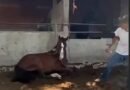 FGE investiga caso de maltrato animal