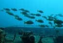 Protege ASIPONA biodiversidad marina