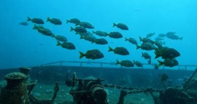 Protege ASIPONA biodiversidad marina