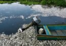Mueren miles de peces en Cuenca del Papaloapan