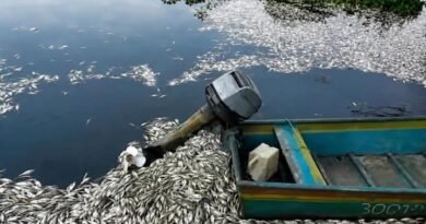 Mueren miles de peces en Cuenca del Papaloapan