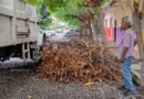 Retiran desechos vegetales de espacios públicos y vialidades de la capital