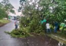 Saldo de tormenta en VdeA ‎es de 10 árboles caídos