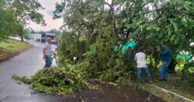 Saldo de tormenta en VdeA ‎es de 10 árboles caídos