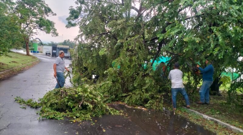 Saldo de tormenta en VdeA ‎es de 10 árboles caídos