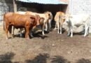 Cierran barrido para detección de tuberculosis bovina