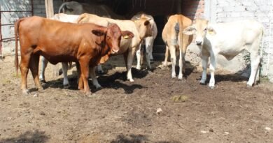 Cierran barrido para detección de tuberculosis bovina