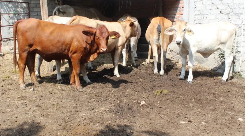 Cierran barrido para detección de tuberculosis bovina