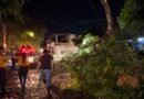 Atienden reportes por árboles caídos en Colima