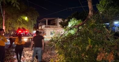 Atienden reportes por árboles caídos en Colima