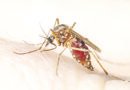 Prevención ante riesgo de dengue por lluvias