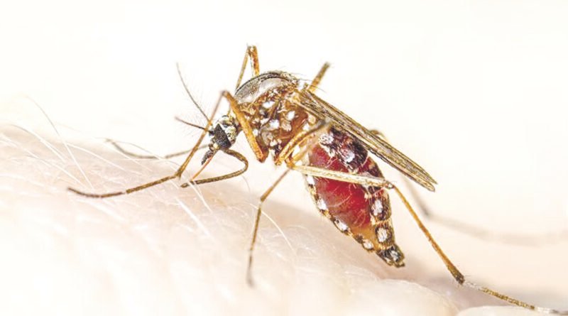 Prevención ante riesgo de dengue por lluvias